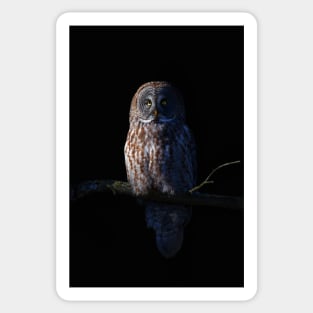 Great Grey Owl Sticker